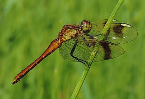 Banded Darter – Sympetrum pedemontanum